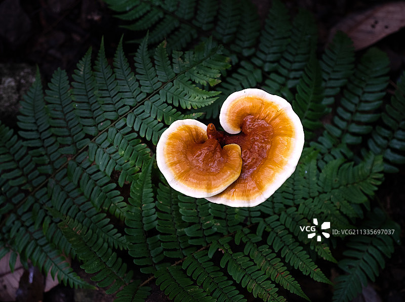 灵芝图片素材