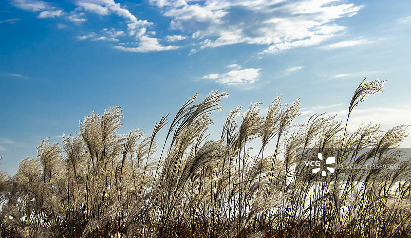 鄱湖芦苇图片素材