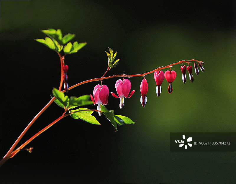 羞涩地绽放图片素材