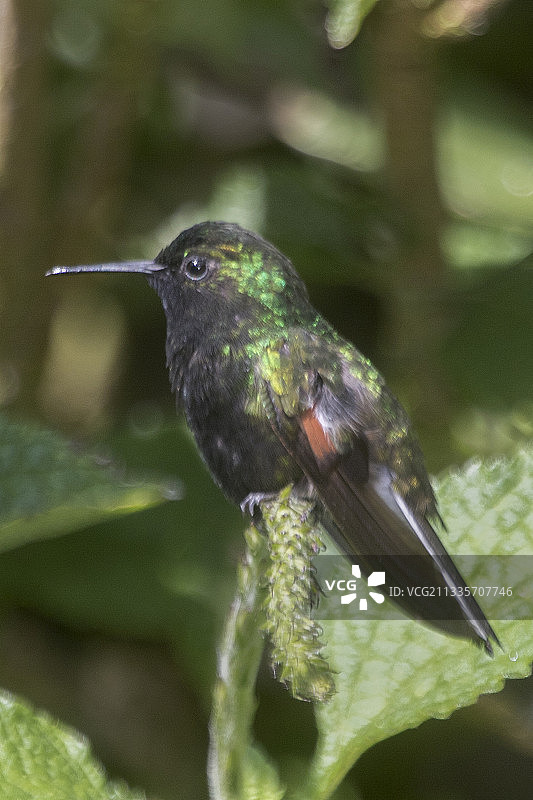 黑腹蜂鸟（雄性）图片素材