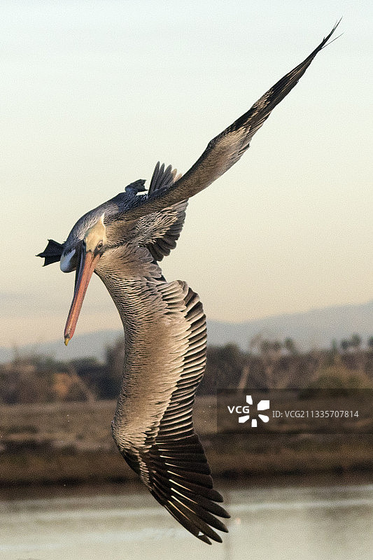 褐鹈鹕潜水捕鱼图片素材