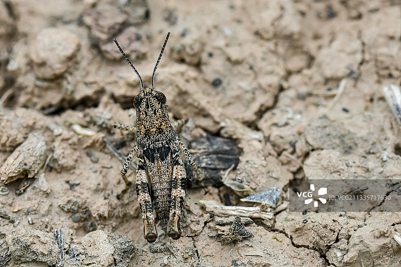 河南西部伏牛山栖息繁衍的昆虫（微距摄影）图片素材