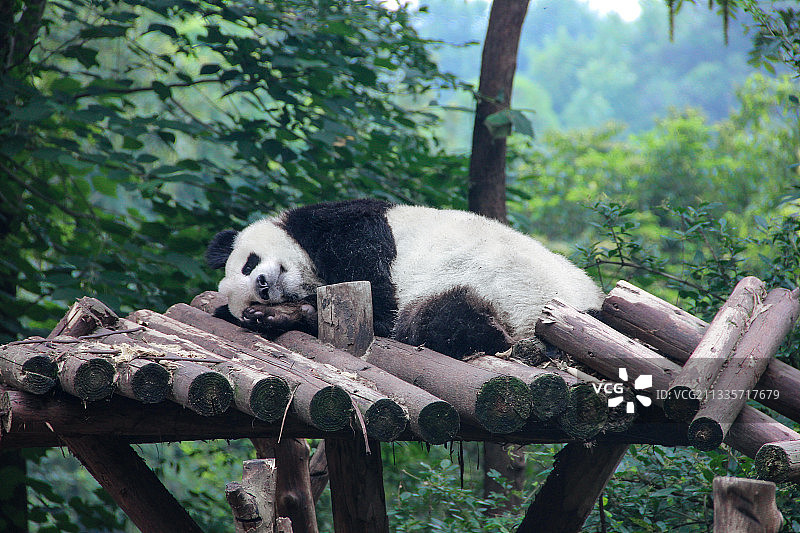 熊猫，夏天，睡觉，躺平，悠闲，消暑，可爱，盛夏，热图片素材