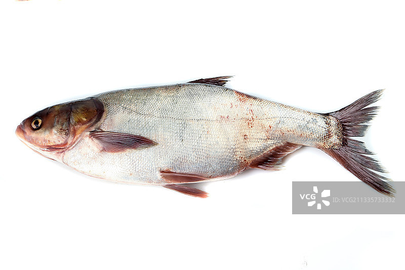 白底上的白鲢鱼图片素材