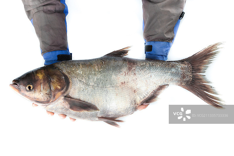 白底上的白鲢鱼图片素材