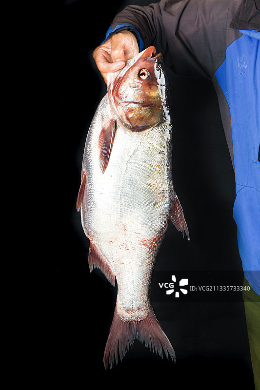 手里拿着一条白鲢鱼图片素材