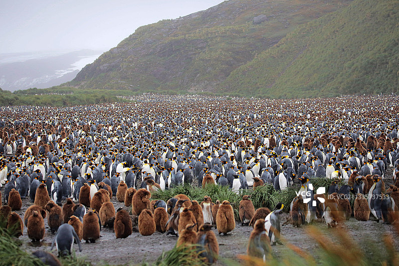 40万只王企鹅的salisbury平原图片素材