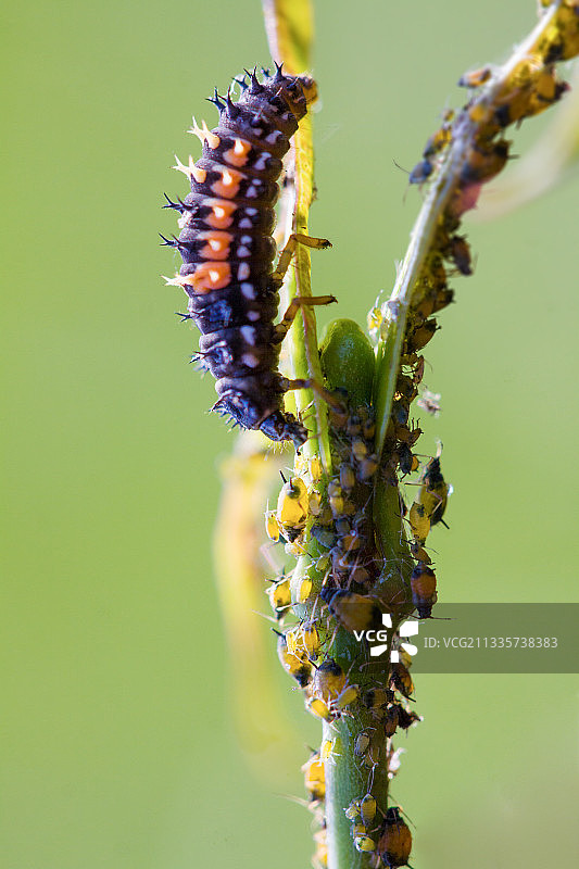 昆虫 · 瓢虫图片素材