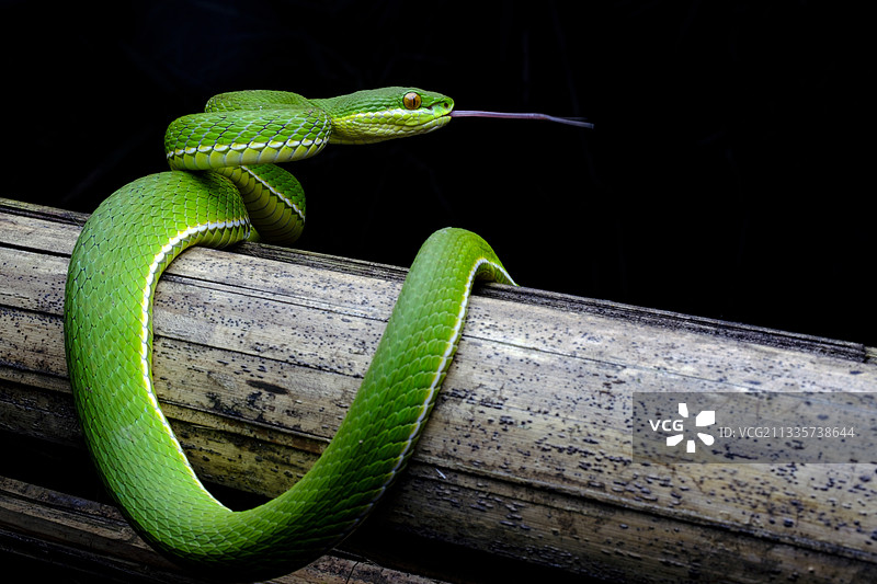 白唇竹叶青图片素材