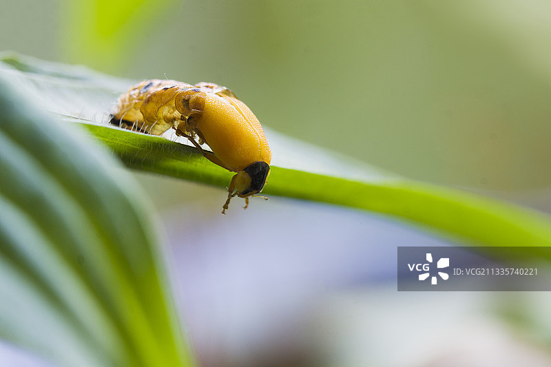 昆虫·瓢虫羽化图片素材