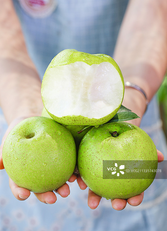 手拿砀山青皮翠冠梨图片素材
