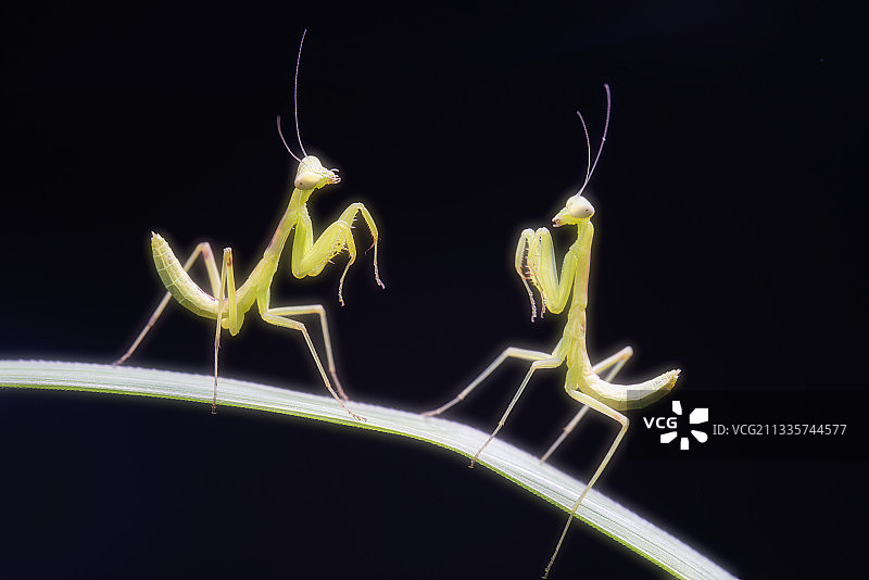 一对打斗中的小螳螂特写图片素材