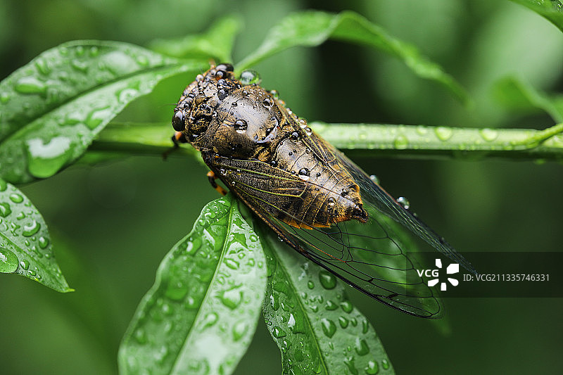 雨中蝉图片素材