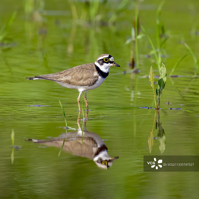 金眶鸻图片素材