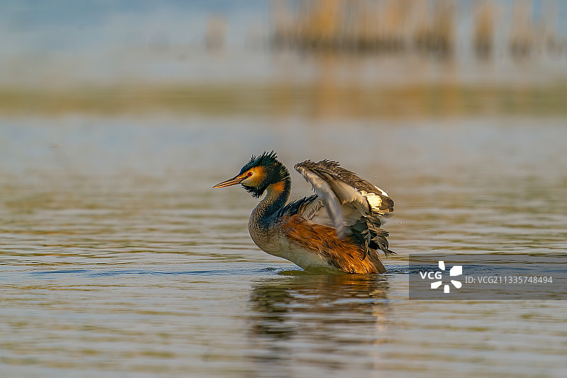 扇翅膀的凤头䴙䴘图片素材