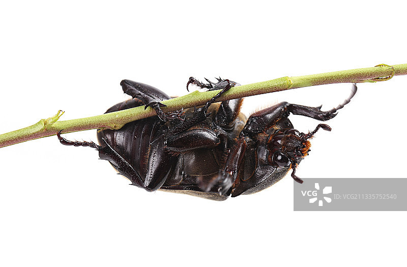 树枝上爬着一只屎壳郎图片素材