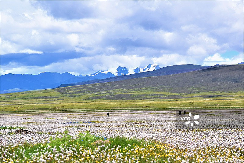 世界高城——理塘    寻求与高原雪山花海的邂逅图片素材