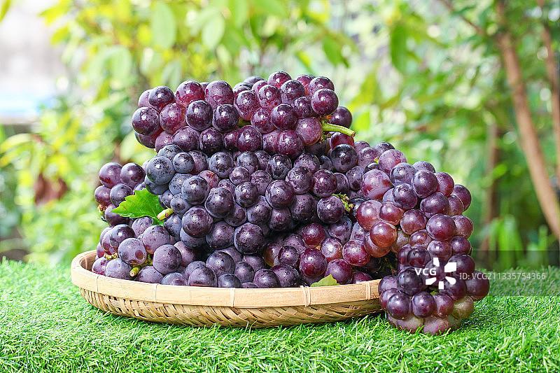 草地上放着一盘巨峰葡萄图片素材