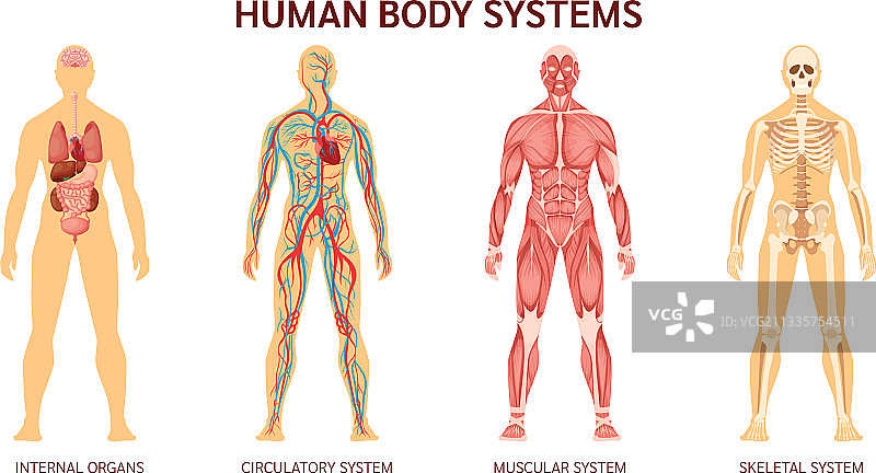 人体系统：人体骨骼肌肉图片素材