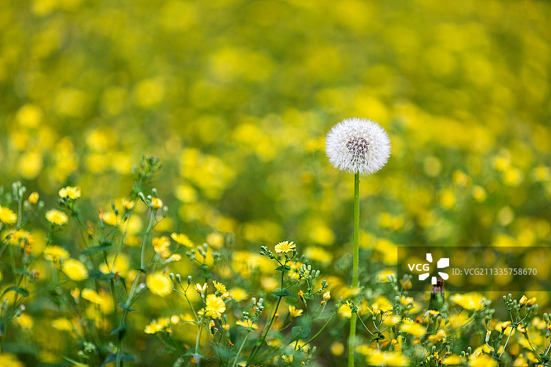蒲公英图片素材