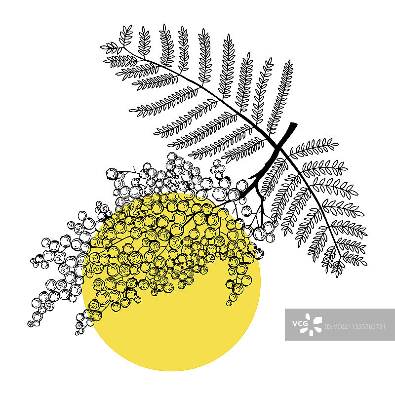 完美的含羞草线条艺术现代植物设计图片素材