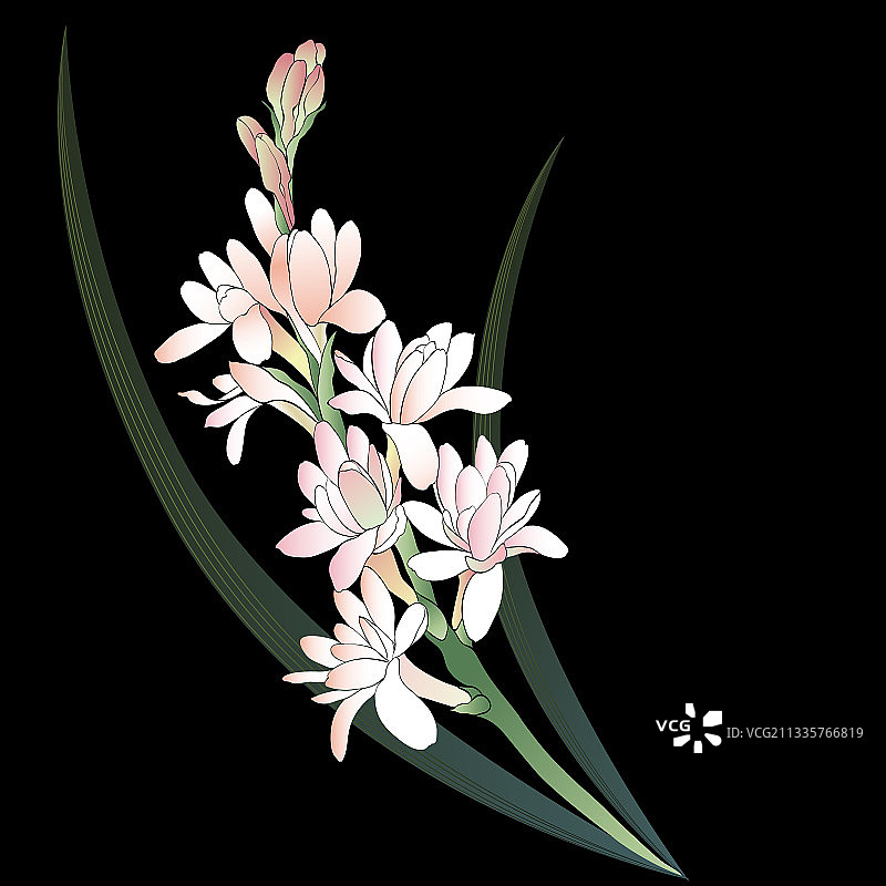 晚香玉花枝图片素材