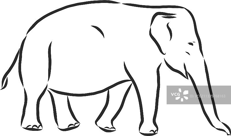 成年亚洲象的精美素描图片素材