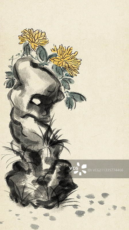 石菊图图片素材