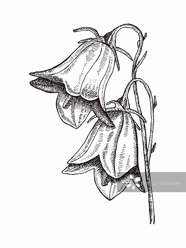 手绘风铃草图片素材