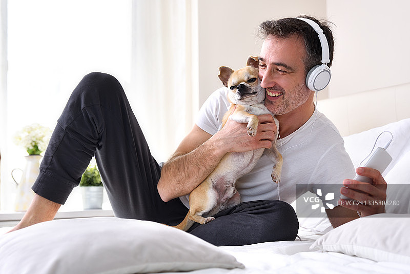 男人在床上抚摸吉娃娃犬，听着音乐图片素材