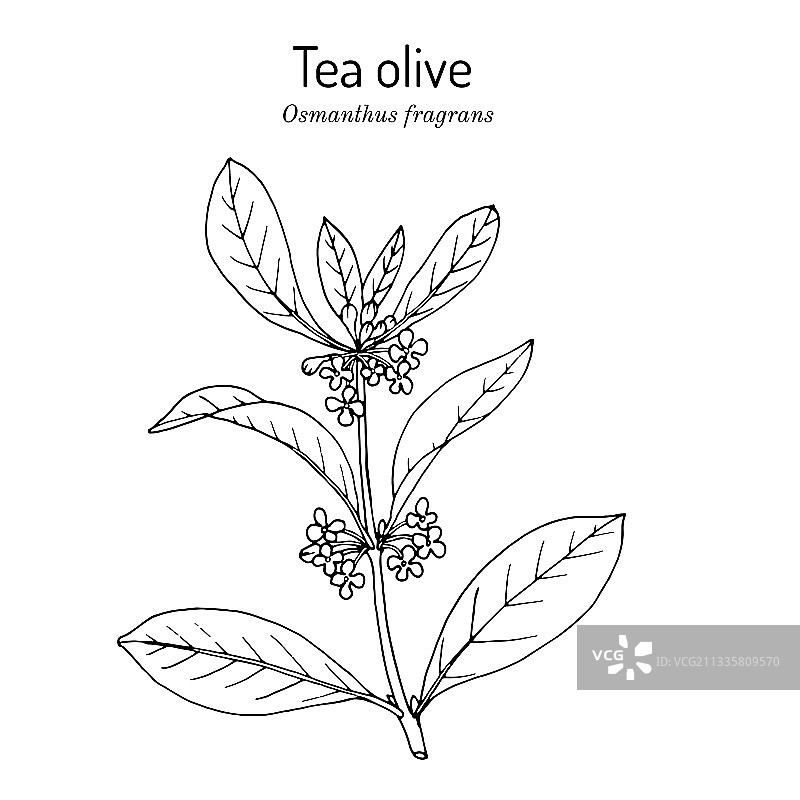 桂花或茶树桂花图片素材