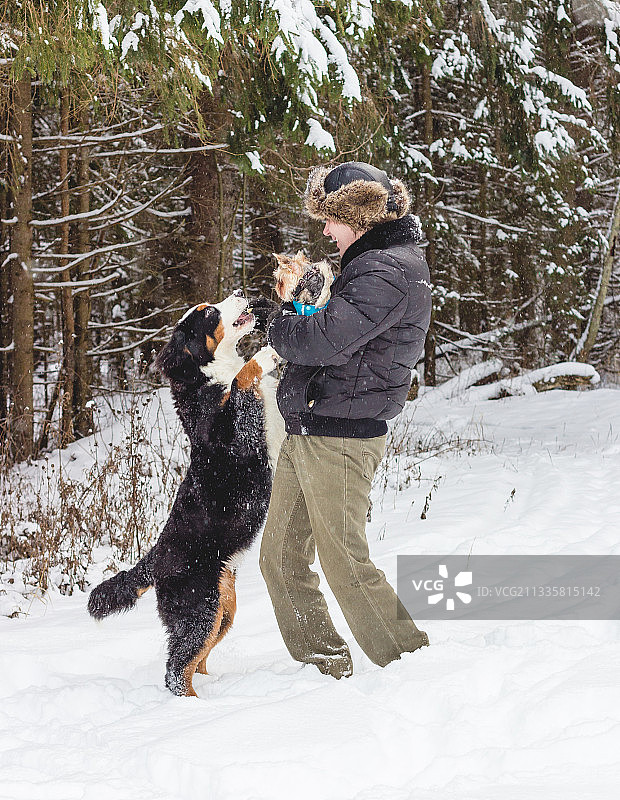 男人在雪地里和纯种伯恩山犬玩耍图片素材