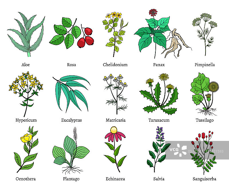 手绘草药植物白色背景图片素材