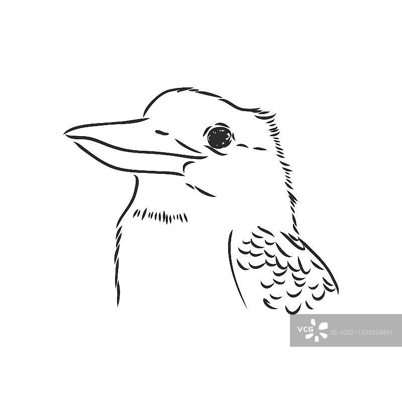 黑色轮廓翠鸟绘画图片素材