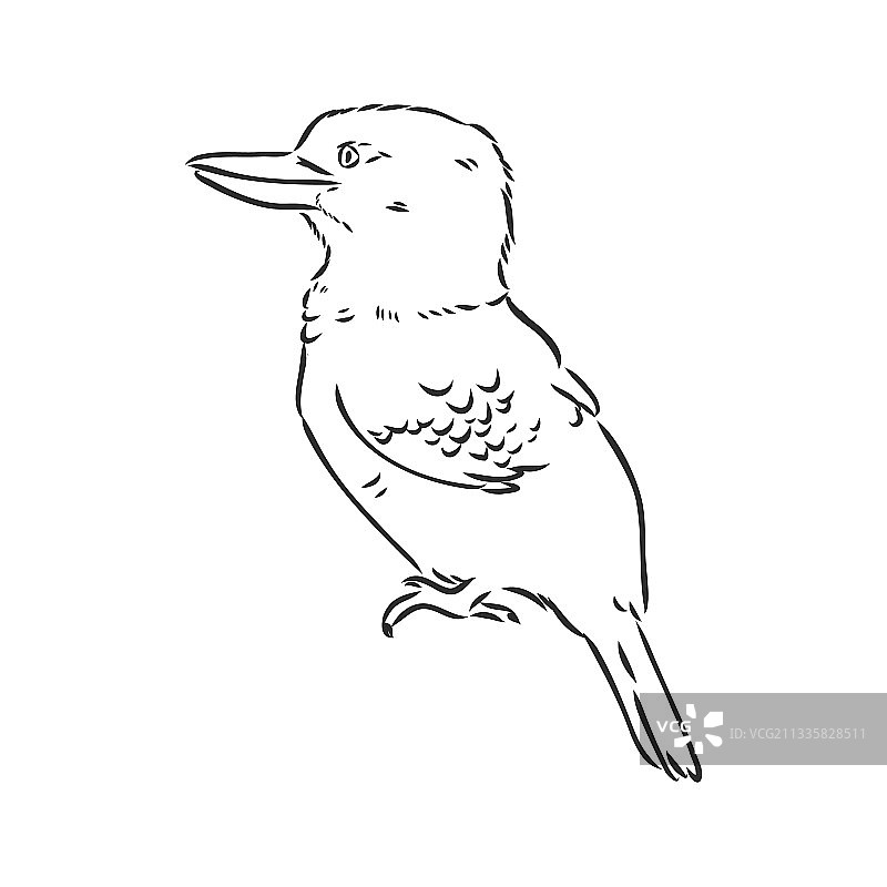 黑色轮廓翠鸟绘画图片素材