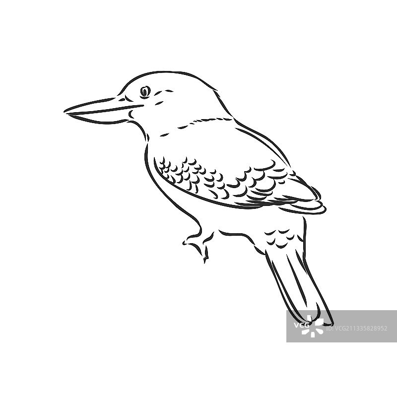 黑色轮廓翠鸟绘画图片素材