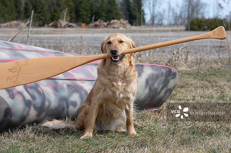 狗与拿着独木舟桨的狗在田野上的肖像，加拿大安大略省诺福克县图片素材