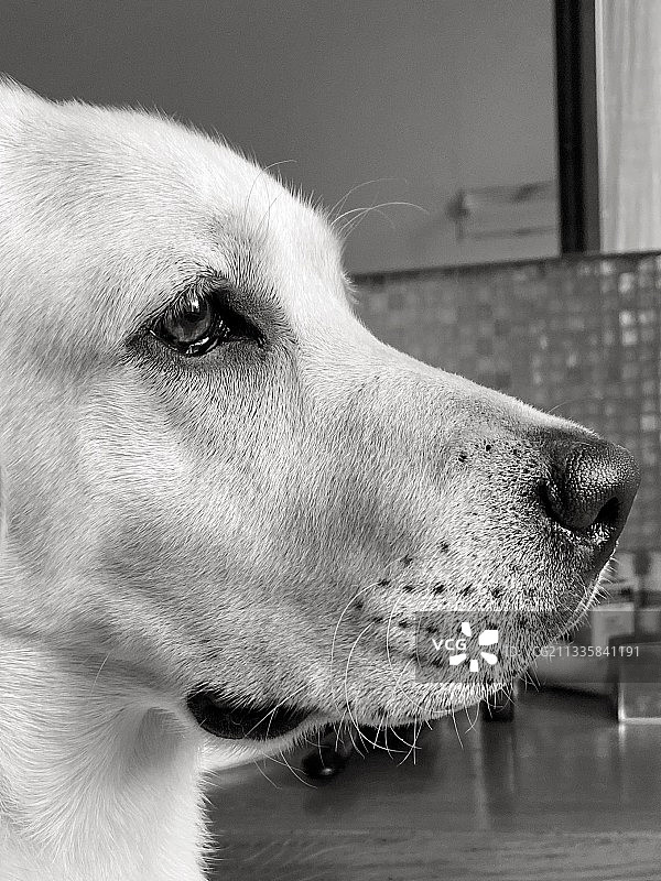 拉布拉多寻回犬的特写，意大利皮亚琴察图片素材