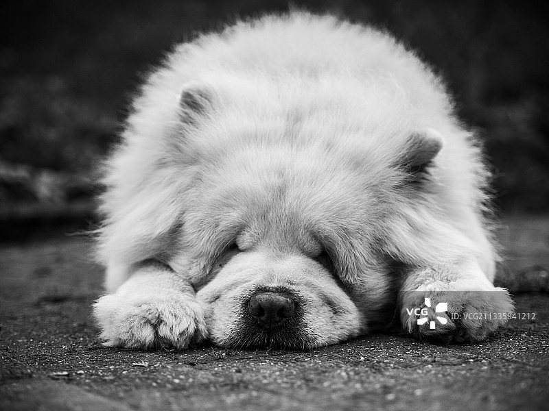 熟睡的松狮犬特写图片素材