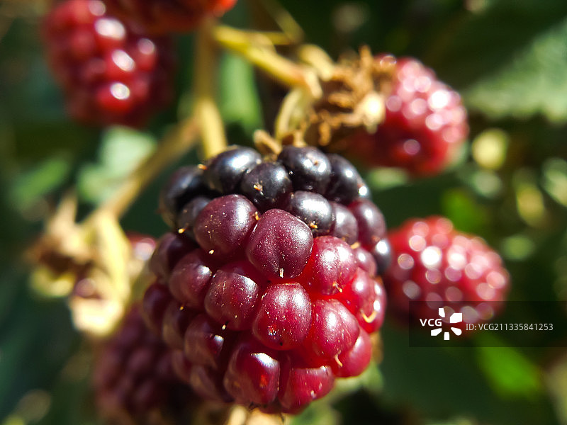 浆果生长在树上的特写图片素材
