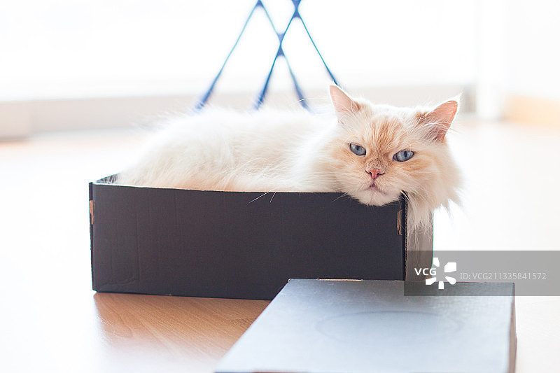 坐在鞋盒上的猫咪特写图片素材