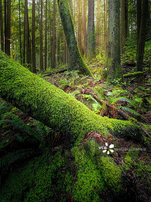 北温哥华森林美景，加拿大不列颠哥伦比亚省图片素材