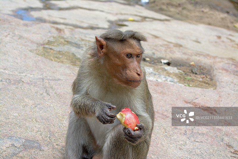 坐在人行道上吃东西的猕猴特写图片素材
