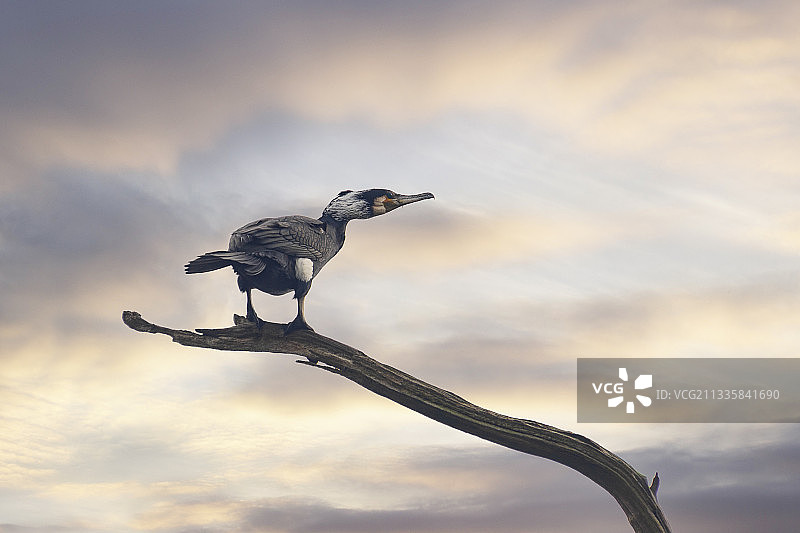 栖息在树枝上的鸬鹚图片素材