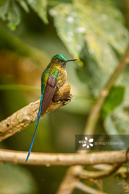 蜂鸟栖息在树枝上特写，厄瓜多尔纳内加利托图片素材