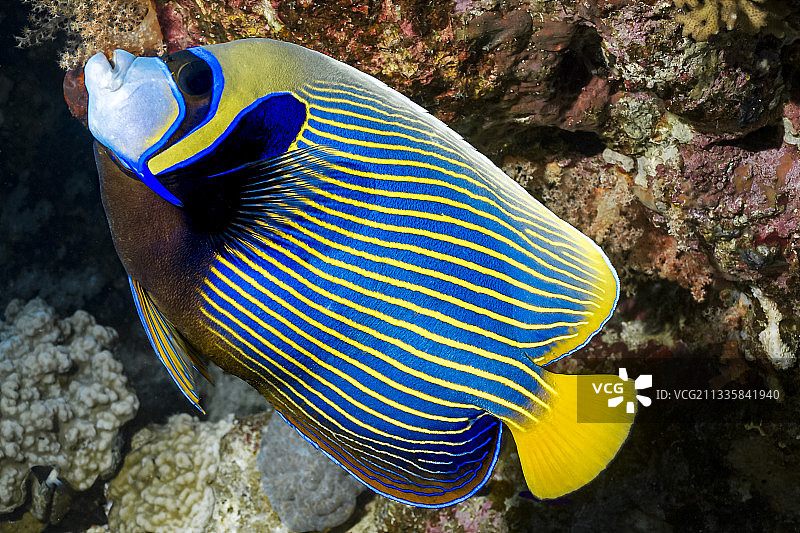 天使热带鱼在海中游泳的特写图片素材