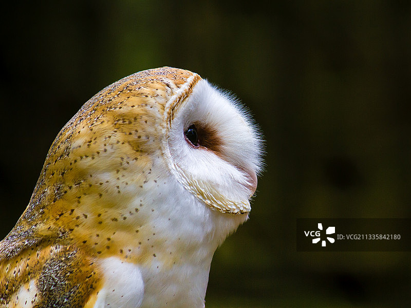 仓鸮特写图片素材
