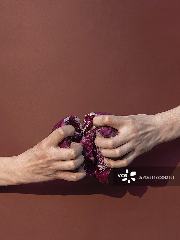 手掰紫甘蓝，食物浪费概念图片素材