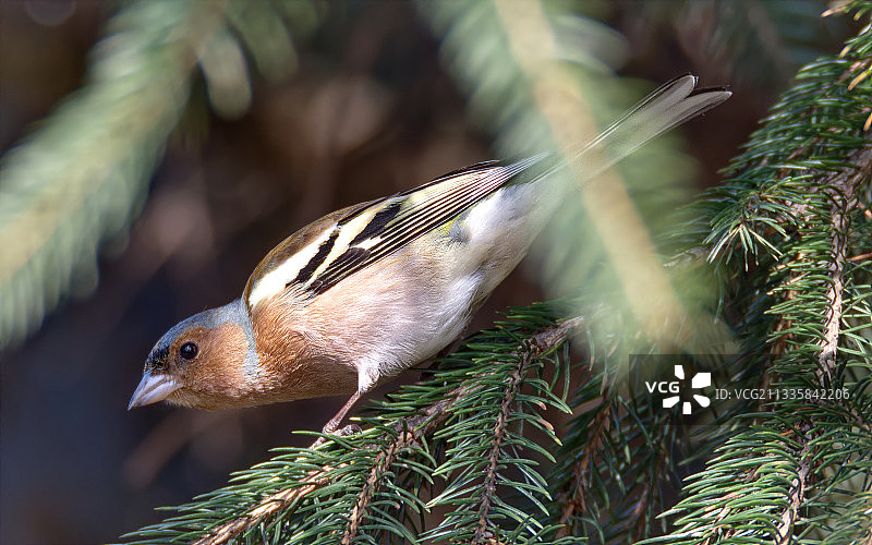 栖息在树上的鸣雀特写，波兰图片素材
