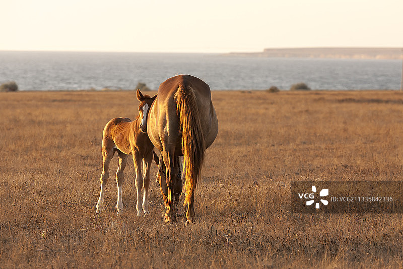 两匹在田野上行走的马图片素材